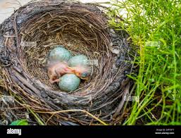 Newborn Baby Blackbird In The Nest Young Bird Newborn And Eggs In The Nest Turdus Merula Common Blackbird Stock Photo Alamy