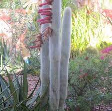 However, there is only one problem. Silver Torch Cactus