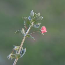 Image result for Anagallis pumila