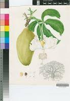 Image result for Brachyachne patentiflora