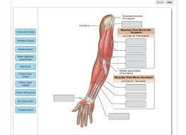 The forearm is the region of the upper limb between the elbow and the wrist. Solved Drag The Labels Onto The Diagram To Identify The M Chegg Com