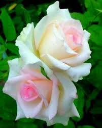 When autocomplete results are available use up and down arrows to review and enter to select. 900 Pink Flowers Ideas In 2021 Flowers Pink Flowers Beautiful Flowers