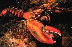 Fruit De Mer