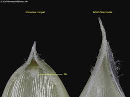 Image result for Echinochloa