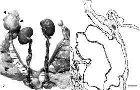 Urogenital Tract From Guinea Pig With Cystic Ovaries The Right Ovary Download Scientific Diagram