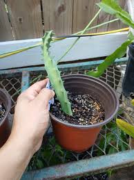 Image result for Orbea melanantha