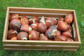 Readers are invited to contribute to the database by sharing pics of bulbs/blooms from their own collection. Can You Plant Old Bulbs Do Not Disturb Gardening