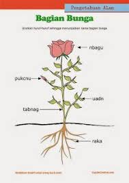 Metode ini sering digunakan dalam pelajaran bahasa inggris untuk mengevaluasi pemahaman siswa mengenai grammar atau struktur kalimat. Contoh Soal Menyusun Kata Acak Bahasa Inggris Dapatkan Contoh