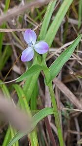 Image result for Murdannia simplex