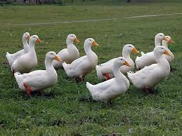 If the ducks are adult, then commercially prepared food, including vegetables, fruit, nuts, etc. American Pekin Wikiwand