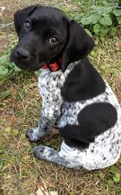Black And White English Pointer Puppy Omg Noelitoflow Repin Like And Follow Here Http Www Twitter Com Noelitoflow Http Www Facebook Com Thisisflow Http Www Dogs Pointer Puppies Puppies