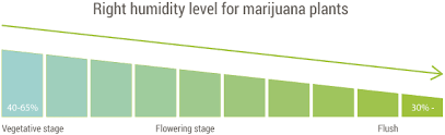 At the flowering stages of the autoflower cannabis plants growth high humidity can increase the chances of infections and mold. Vegetative Stage For Marijuana Plants In An Aerogarden Aeroweed Info