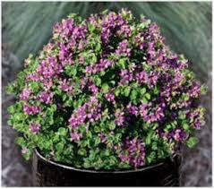 Image result for Polygala youngii