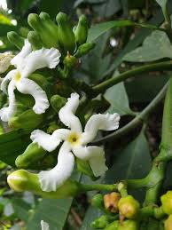 Image result for Tabernaemontana crassa