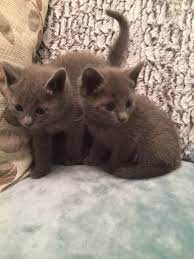 There are 215 russian blue kitten for sale on etsy, and they cost $26.09 on average. Russian Blue Cats For Sale Bridgewtr Cor Vt 196147