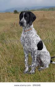 Black And White Pointer Dog English Pointer Stock Photos English Pointer Stock Images German Shorthaired Pointer Dog English Pointer Dog English Pointer Puppy