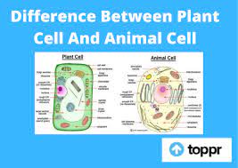 Difference between animal and plant cell class 9. Difference Between Plant Cell And Animal Cell In Tabular Form