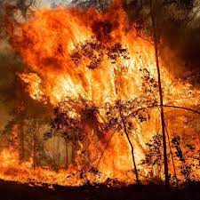 The New York Times On Instagram The Worst Is Yet To Come Australian Fire Officials Say Of The More Th Australia Landscape Fire Photography Australia Animals