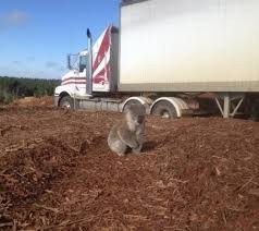 koalas おしゃれまとめの人気アイデア pinterest brenda bowman