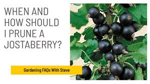 Image result for jostaberry