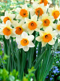 Daffodil Sempre Avanti Value Pack Bluestone Perennials Daffodils Fall Plants Daffodils Planting