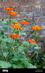 Image result for Tithonia