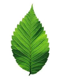 Remains to buy or sell of a previously entered. American Elm Leaf Mark Tomalty Images Botanical Floral Art Jungle Flowers Plant Leaves