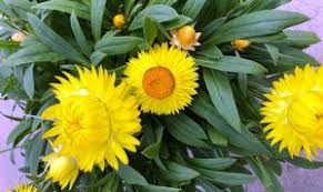 Image result for Meiosperma bracteatum