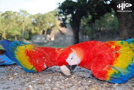 Check spelling or type a new query. Guacamaya Roja Puede Reconocer A Nuestra Ave Nacional Interesante