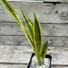 Image result for Sansevieria metallica