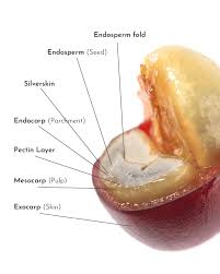 Image result for Eccoptocarpha