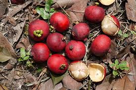 Image result for Garcinia pachyclada