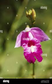 Image result for Thunbergia graminifolia