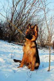 Maybe you would like to learn more about one of these? Puppy German Shepherd Dog Plays In Winter On A Walk With Leash Stock Photo Picture And Royalty Free Image Image 95203010