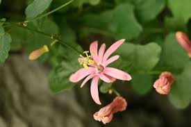 Image result for Passiflora sanguinolenta
