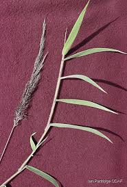 Image result for Melinis minutiflora