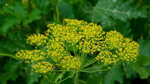 Image result for Anethum