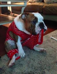 English bulldogs for sale, medium dog breeds, puppies for sale, puppy stores near me, dog breed selector, puppies for adoption near me, english bulldog breeders. 22 Reasons To Never Ever Adopt A Bulldog