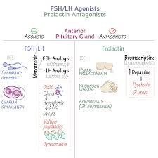 Image result for Prolactin