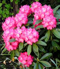 Rhododendron Yak Morning Red Rhododendron Garden Plants