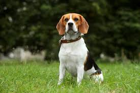 The beagle should look like a miniature foxhound, and is solid for the size. Is The Energetic Beagle The Best Escape Artist K9 Web