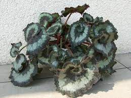 Begonia propagation is an easy way to keep a little bit of summer all year long. File Begonia Rex Escargot Jpg Wikimedia Commons