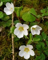 Este deseori confundat cu trifoiul, numai ca are frunzele mai mici si un gust acrisor foarte placut. Oxalis DefiniÈ›ia È™i Sinonimele Oxalis In DicÈ›ionarul FrancezÄƒ