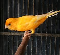 Ada vitamin yang dipakai kacer pertama bisa langsung gacor, tapi kacer yang lain tidak ada efeknya. 9 Jenis Burung Kelas Atas Untuk Hobi Para Sultan Di Indonesia