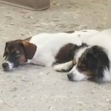 Vrbo cabot pet policy pet policies are determined by the individual owner of each vrbo property. All For Pets Veterinary Clinic Home Facebook