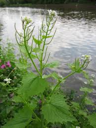 Image result for Setaria petiolata