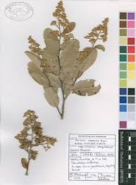 Image result for Parinari capensis