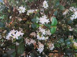 Image result for Carissa bispinosa