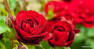 How to take care of rose, caring for roses bushes and the general care of roses is really quite simple and not at all as complicated as some people would have you believe. Spring Rose Care Make Roses The 1 Spring Task
