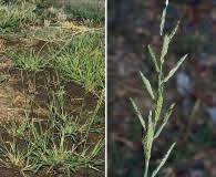 Image result for Eriochloa